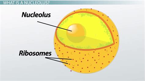 Nucleolus | Definition, Function & Location - Lesson | Study.com