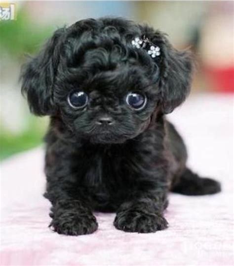 black maltese mix - Google Search | Cute animals, Baby animals, Cute ...