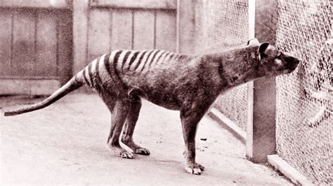 Tasmanian tiger: The plan to bring 'a dingo with a pouch' back from ...