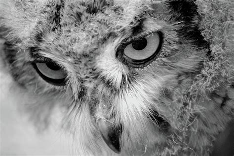 Baby Bard Owl Closeup Photograph by Deborah M Rinaldi - Pixels