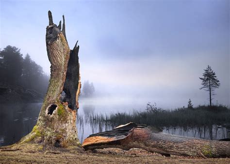 What Happens When a Tree Is Struck By Lightning? » Science ABC