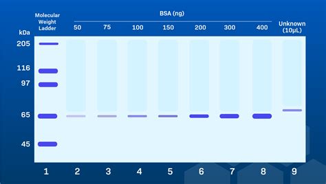 moarte Doar fao bici sds page electrophoresis marker map Bibliografie ...