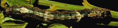 Black Witch Caterpillar from Costa Rica - What's That Bug?