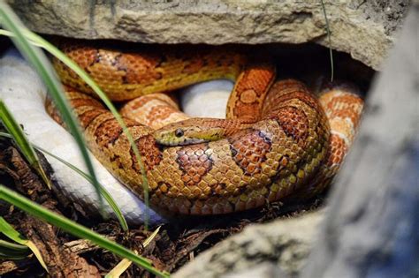 Corn Snake Habitat: What Is the Ideal Tank Setup?