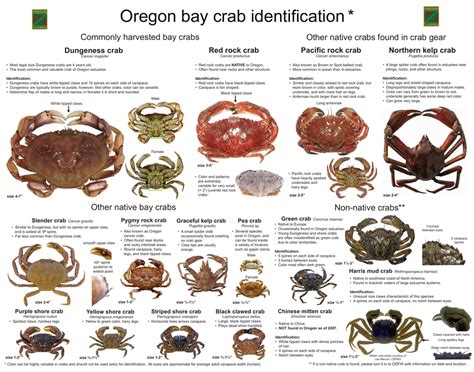 Crab Identification Chart