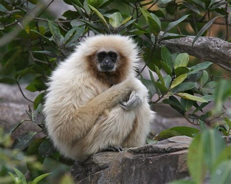 White Handed Gibbon Habitat, Facts, Behavior, Diet