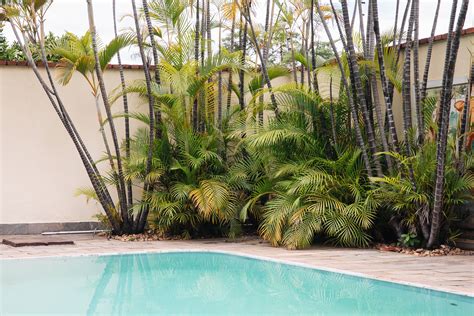 18 Best Plants for Swimming Pool Landscaping