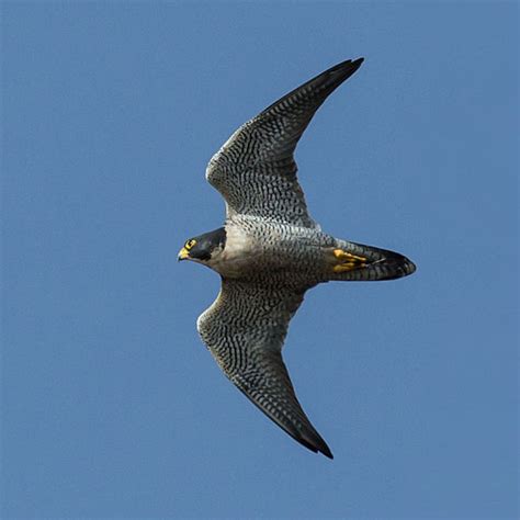 The Peregrine Falcon: The Fastest Animal in the World - Owlcation