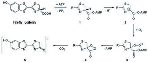 Luciferin - Molecule of the Month - November 2019 (HTML version)