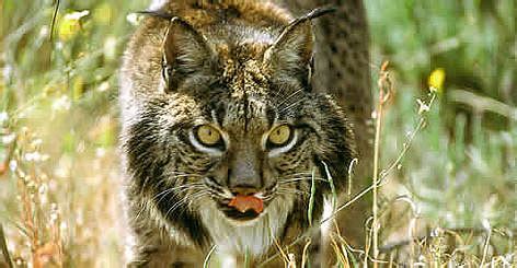 Iberian lynx | WWF