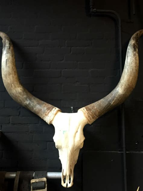 Enormous skull of a Watusi bull. - BEAST Interiors