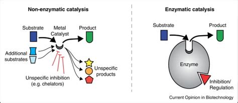 The success of enzymatic catalysis in cellular metabolism. The ...