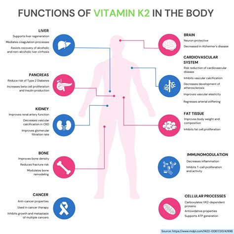 The Human Body Needs Vitamin K For Clotting Blood