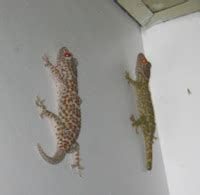 PHILIPPINE DESTINY: Butiki And Tuko Lizards Of The Philippines