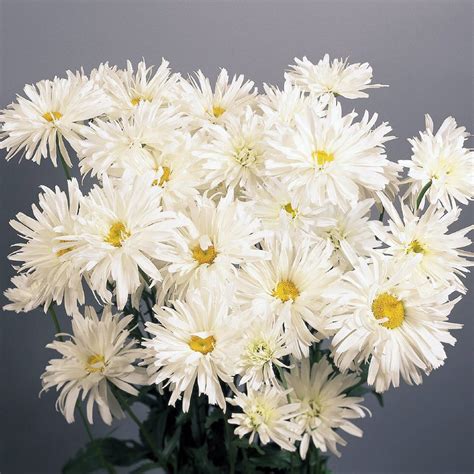 Shasta Daisy Seeds- 3 Shasta Daisies - Perennial Flower Seeds