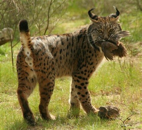 Iberian Lynx - Coniferous Forest