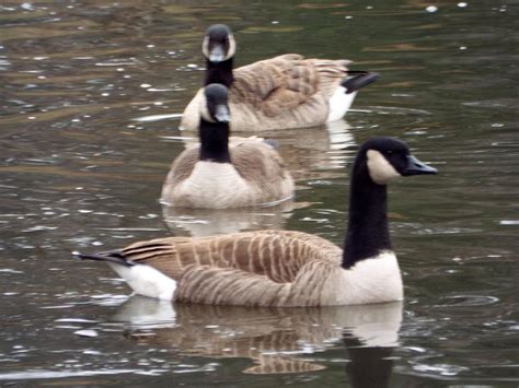 Geese in formation Photograph by Charles Ray - Fine Art America