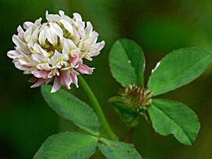 Alsike Clover – Mary's Heirloom Seeds