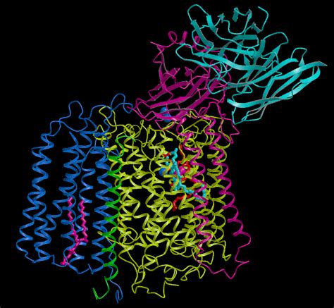 LON-CAPA Cytochrome oxidase