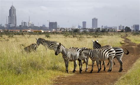 What Happened When The Lions Got Loose In Nairobi | NCPR News