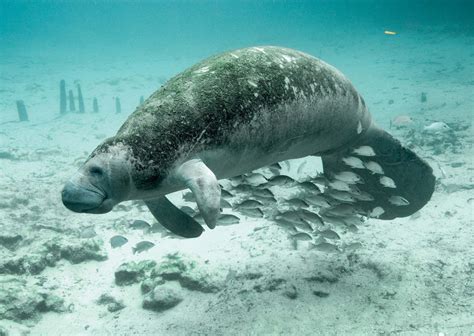 Manatee | Diet, Habitat, & Facts | Britannica