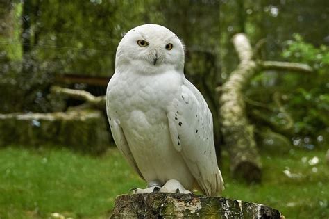 15 White Owl Meanings: What Do They Symbolize? | UniGuide