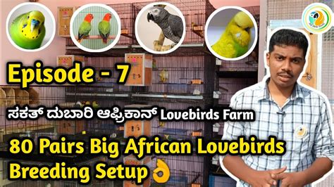 80 🦜Pairs Costliest African Lovebirds Breeding Farm😍|ಸಕತ್ ದುಬಾರಿ 🌟 ...