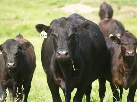 How to identify common breeds of beef cattle - Farm and Dairy