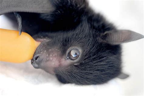 Baby bat!!! - bats! Photo (31889805) - Fanpop