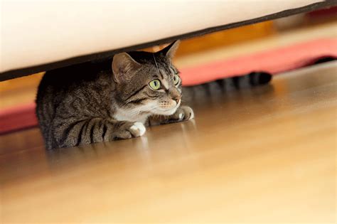 Why Is My Cat Hiding? | Comfort Zone