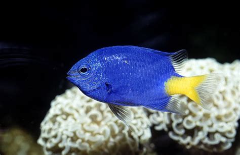 Best Small Saltwater Fish for Small Tank - Aquariumbase.com