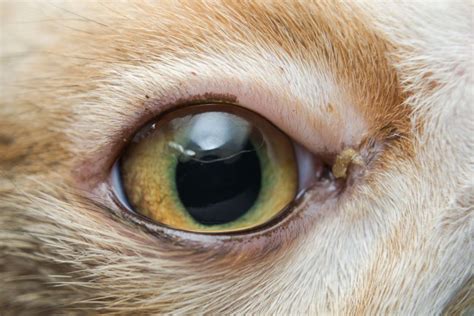 Cat Eye Problems - Eye Inflammation, Uveitis, Conjunctivitis