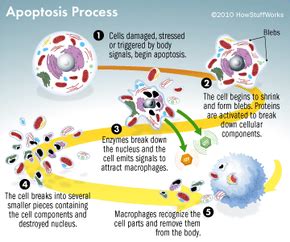 What is apoptosis? | HowStuffWorks