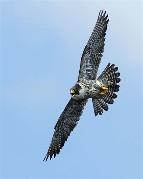 Hinterland Who's Who - Peregrine Falcon