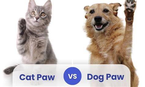 Cat Paw vs Dog Paw: Similarities and Differences