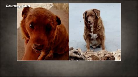 'World's oldest dog' celebrates 30 years, 268 days | ABC6