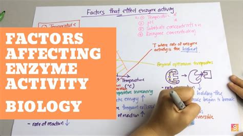 Biology- Factors Affecting Enzyme Activity - YouTube