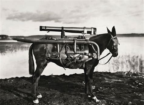 30 Surreal Historical Photos Of Military Animals In Action