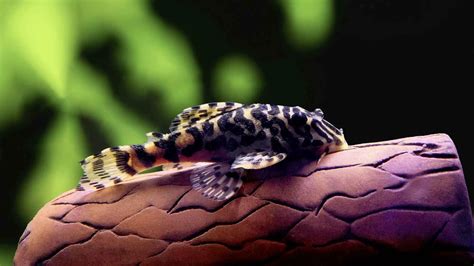 Leopard Frog Pleco (L134 Pleco): Care, Size, Lifespan, breeding, & More