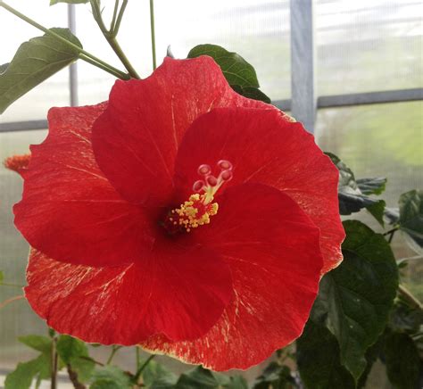 Chinese hibiscus (Hibiscus rosa-sinensis) - All You Need To Know - Ispru.