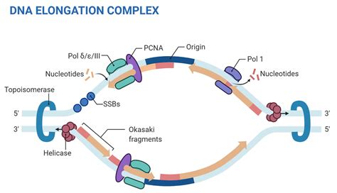 Eukaryotic DNA Replication- Features, Enzymes, Process, Significance