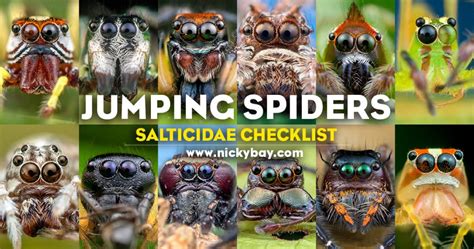 Salticidae Checklist: Jumping Spiders - Macro Photography by Nicky Bay