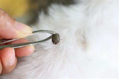 5 Tick Removal Tools (and How to Use Them) | Great Pet Care