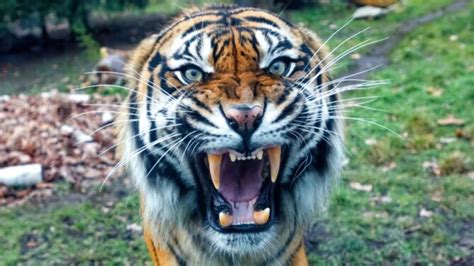 How To Survive A Tiger Attack (10 Effective Safety Tips)