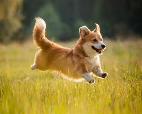 NATIONAL WELSH CORGI DAY - March 1, 2023 - National Today