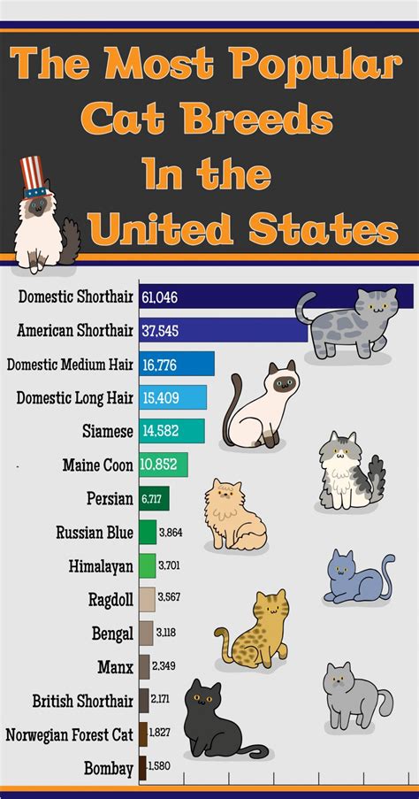 Most Common Cat Breeds Uk - Pets Lovers