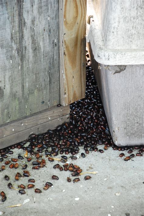 June Bug Invasion: large flying beetles infest Bay County yards and ...