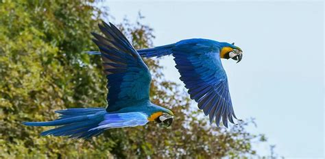 11 Mesmerizing Blue Parrots