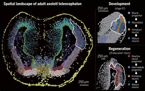 The first spatiotemporal map of brain regeneration in the axolotl