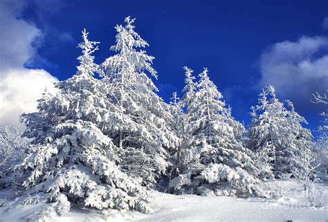 Snow-covered Pine Trees Photograph by Thomas R Fletcher